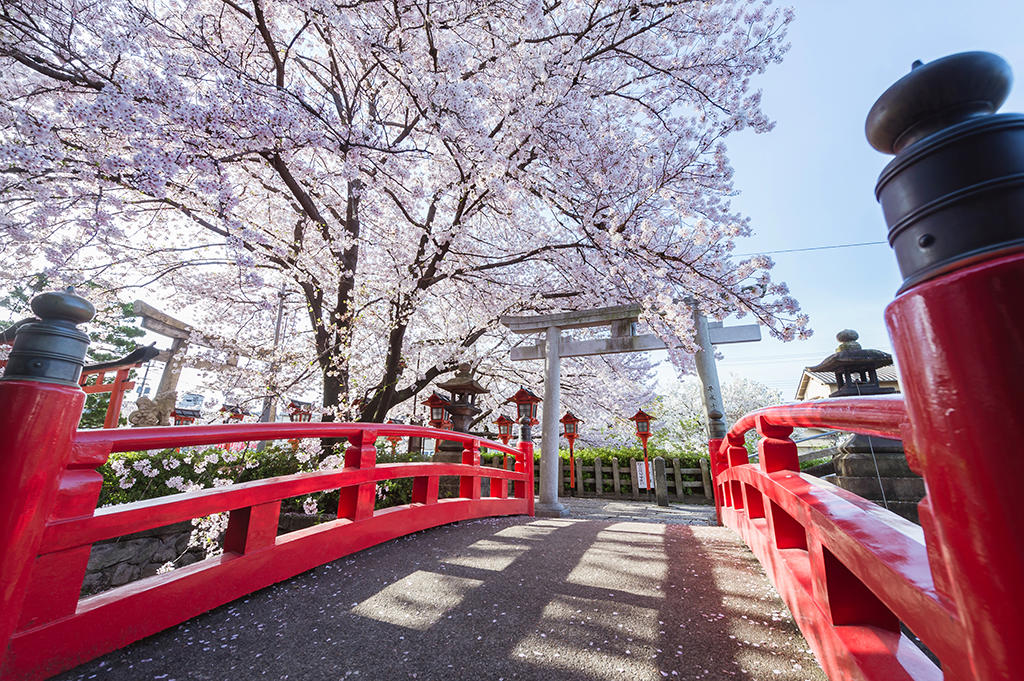 京都婚紗 海外婚紗 京都交通 京都景點 京都美食 京都和服租賃 祇園白川婚紗 奈良婚紗 京都婚紗側錄