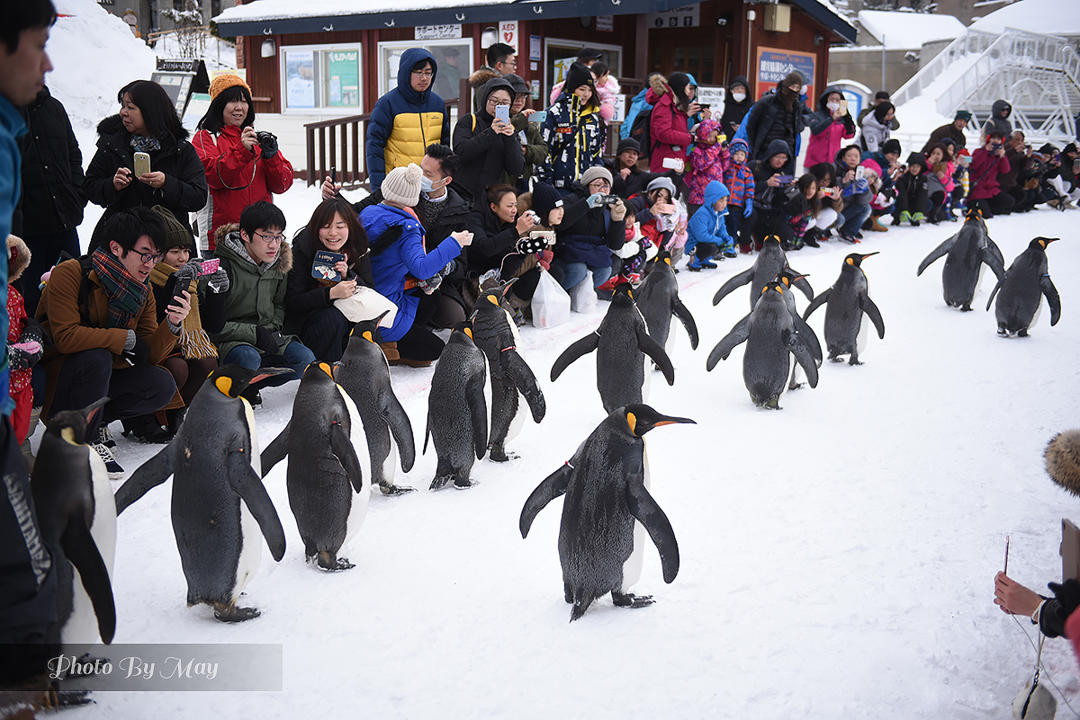 旭川動物園企鵝遊行時間